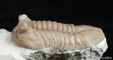 Molting Asaphus Cornutus Trilobite #2791-1